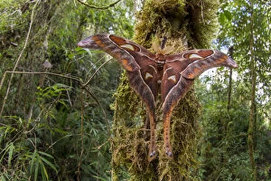 Size Gallery: Hercules moth (Coscinocera hercules) recently emerged in montane rinforest. Ambua Lodge