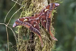 Images Dated 9th June 2016: Hercules moth (Coscinocera hercules) recently emerged, montane rainforest. Ambua Lodge