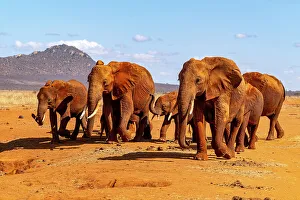 Herd of African elephants (Loxodonta africana) coming to drink at waterhole. Tsavo East National Park, Kenya