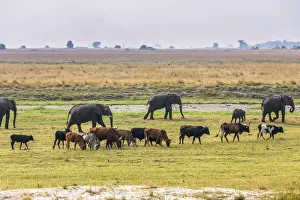 2018 May Highlights Prints: Herd of African Elephants (Loxodonta africana) grazing with cattle, Chobe National