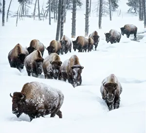 American Bison Gallery: Herd of American bison (Bison bison) in snow, Yellowstone National Park, Wyoming, Yellowstone