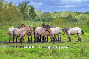 Meadow Prints: Herd of Ardennes draught horses resting in meadow of nature reserve