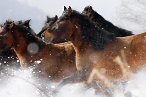 Groups Prints: Herd of Carpathian Pony / Hucul (Equus caballus) in snow