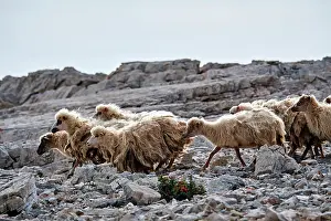 Croatia Prints: Herd of Dalmatian pramenka sheep running over rocky ground