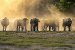 Images Dated 8th October 2021: Herd of domestic Water buffalo (Bubalus arnee) in dust at dusk, Lake Kerkini area, Greece