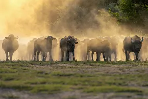 Herd of domestic Water buffalo (Bubalus arnee) in dust at dusk, Lake Kerkini area, Greece