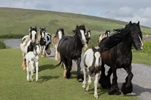 Walking Prints: Herd of free roaming Gypsy Vanner horses trotting, Gower Peninsula, Wales, UK. May