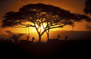 Aepyceros Prints: Herd of Impala (Aepyceros melampus) silhouetted at sunset, Ngorongoro Conservation Area