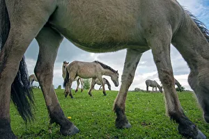 Feral Mammal Prints: Herd of Konik wild horses (Equus ferus caballus) grazing in meadow