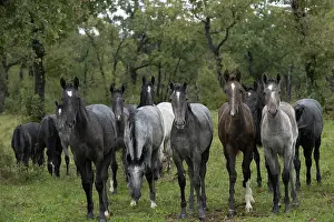 Domesticated Prints: Herd of Lipizzan foals standing in the rain