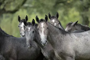 Domesticated Prints: Herd of Lipizzan foals standing in the rain