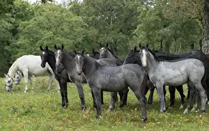 Domesticated Prints: Herd of Lipizzan foals standing in the rain in front of the mares