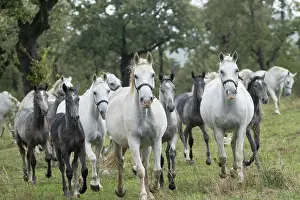 Running Prints: Herd of Lipizzan mares and foals
