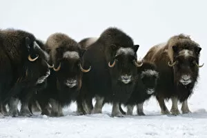 North American Wildlife Collection: Herd of Muskox with calf (Ovibos moschatus) standing in the snow, Banks Island, North