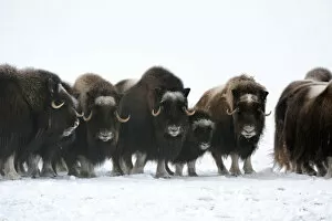 Images Dated 31st May 2010: Herd of Muskox with calf (Ovibos moschatus) Banks Island, North West Territories, Canada