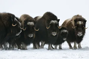Herd of Muskox with calf (Ovibos moschatus) standing in the snow, Banks Island, North Herd of Muskox with calf (Ovibos moschatus) standing in the snow, Banks Island, North
