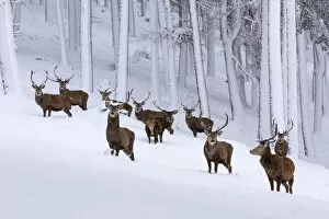 Herd of Red deer (Cervus elaphus) stags in clearing in snow covered pine forest
