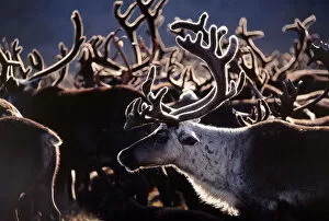 Herd of Reindeer {Rangifer tarandus} Russia