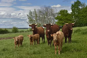 Herd of Salers cattle - cows and calves (Bos sp.), Aisne, France, May
