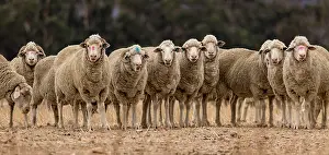 Farms Prints: Herd of Sheep standing on dry ground on a farm near the town of Hermon