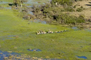 Herds Prints: Herd of Southern giraffes (Giraffa camelopardalis giraffa) and Burchells zebras