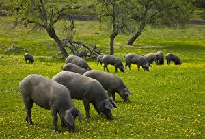 Images Dated 16th March 2008: Herd of Spanish black pigs grazing, Sevilla, Andalucia, Spain, March 2008