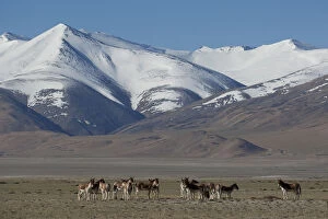 Asses Gallery: Herd of Tibetan Wild Ass (Equus kiang) with view of snow capped mountains behind