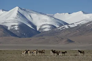 Habitat Prints: Herd of Tibetan Wild Ass (Equus kiang) with view of snow capped mountains behind