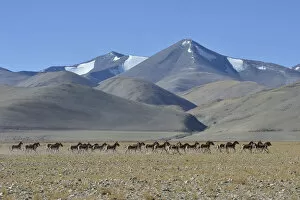 At Home in the Wild Collection: Herd of Tibetan Wild Asses / Kiang (Equus kiang) ChangThang, Tso Kar lake