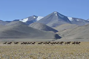 Herd of Tibetan Wild Asses / Kiang (Equus kiang) ChangThang, Tso Kar lake