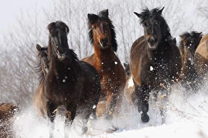 Herd of wild Carpathian Ponies / Hurcul (Equus caballus) running in snow. Bieszczady
