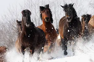 Horses And Pony Prints: Herd of wild Carpathian Ponies / Hurcul (Equus caballus) running in snow