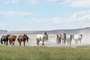 Dust Prints: Herd of wild Onaqui horses (Equus ferus) trotting in dust