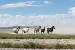 May 2023 Highlights Prints: Herd of wild Onaqui horses (Equus ferus) trotting in dust