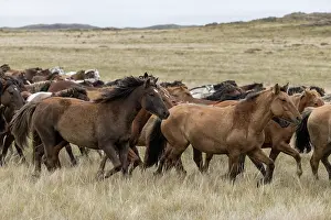 Kazakhstan Prints: Herd of wild Zhabe horses running in the steppe, Abay, Kazakhstan