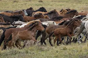 Kazakhstan Prints: Herd of wild Zhabe horses running in the steppe, Abay, Kazakhstan