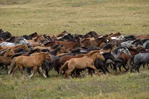 Kazakhstan Prints: Herd of wild Zhabe horses running in the steppe, Abay, Kazakhstan