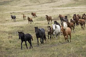 Kazakhstan Prints: Herd of wild Zhabe horses running in the steppe, Abay, Kazakhstan