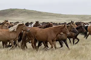 Kazakhstan Prints: Herd of wild Zhabe horses running in the steppe, Abay, Kazakhstan