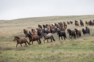 Kazakhstan Prints: Herd of wild Zhabe horses running in the steppe, Abay, Kazakhstan