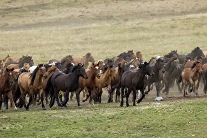 Kazakhstan Prints: Herd of wild Zhabe horses running in the steppe, Abay, Kazakhstan
