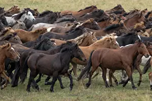 Kazakhstan Prints: Herd of wild Zhabe horses running in the steppe, Abay, Kazakhstan