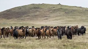 Kazakhstan Prints: Herd of wild Zhabe horses running in the steppe, Abay, Kazakhstan