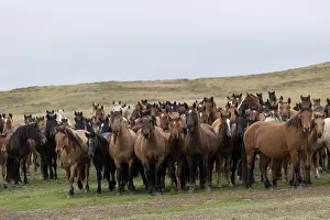 Kazakhstan Prints: Herd of wild Zhabe horses standing alert in the steppe, Abay, Kazakhstan