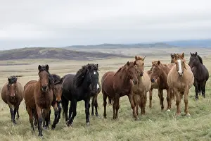 Kazakhstan Prints: Herd of wild Zhabe horses standing alert in the steppe, Abay, Kazakhstan