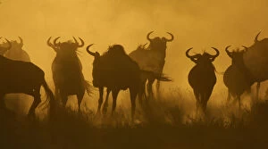 2011 Highlights Collection: Herd of Wildebeest (Connochaetes taurinus) silhouetted at dusk, Serengeti NP, Tanzania