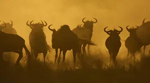 Dust Prints: Herd of Wildebeest (Connochaetes taurinus) silhouetted at dusk, Serengeti NP, Tanzania
