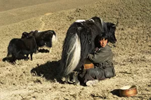 Images Dated 16th October 2006: Herder milking Domestic yak {Bos grunniens} Nr Gangte, Goemba, Bhutan 2001