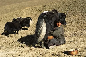 Traditional Prints: Herder milking Domestic yak {Bos grunniens} Nr Gangte, Goemba, Bhutan 2001