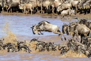 Tanzania Prints: Herds of White-bearded wildebeest (Connochaetes taurinus albojubatus